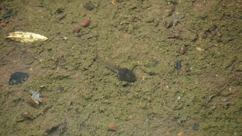 One Tadpole Sitting Silent on The Bottom of The Pond with small snail and guppy fish