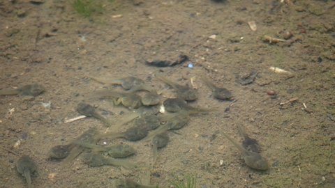 A Group Tadpoles on the Bottom of Clear Pond