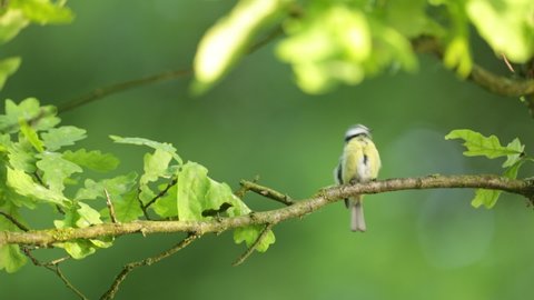 Cyanistes caeruleus. Wild nature of the Czech Republic. Free nature. Bird on a tree. Beautiful video. Spring nature. Young bird.