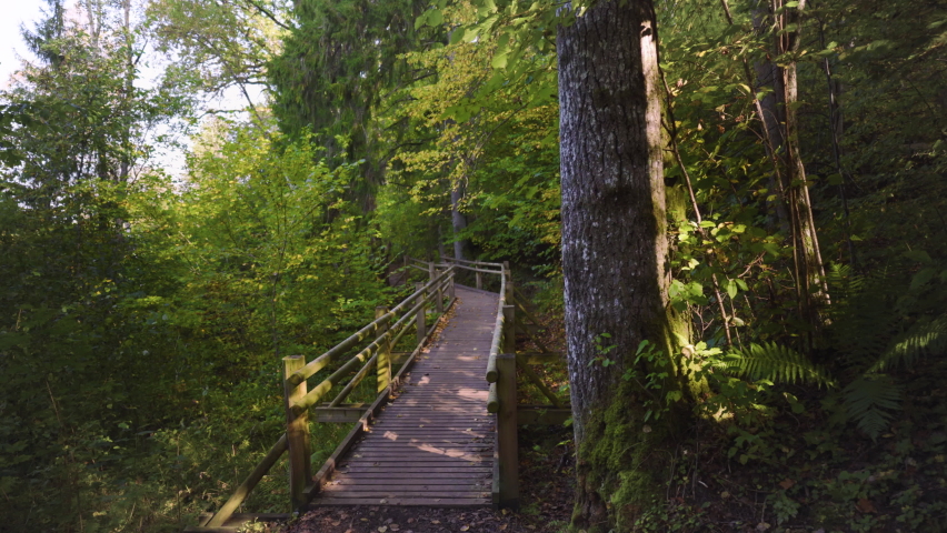 Walk through the forest in the Gauja National Park. The path between the trees climbs the hill. The sun is shining between the trees. Latvia