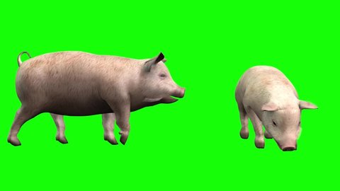 3d animation two pigs eating and walking, seen from two different camera angles.