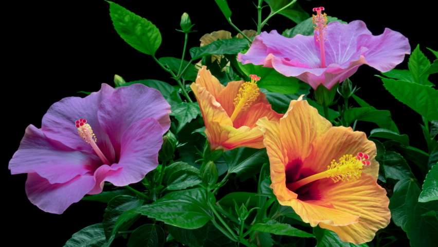 Timelapse of purple and orange hibiscus flowers blooming on black background. Springtime. Mother's day, Holiday, Love, birthday, Easter background design. 4K Royalty-Free Stock Footage #1062808210