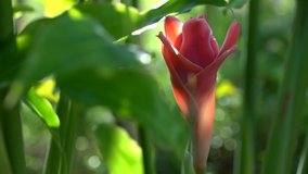 Small wind blow at beautiful red pink torch ginger flower with shining sunlight reflection and a little bokeh in the green background on the video