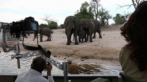 Kasane , Chobe / Botswana - 11 13 2016: Safari guests photograph elephants from specialized tour boat, Africa