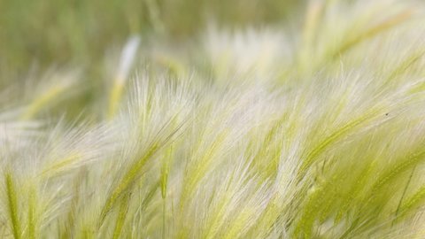 Feather Grass in the meadow inflates the wind. Needle Grass. Selective focus