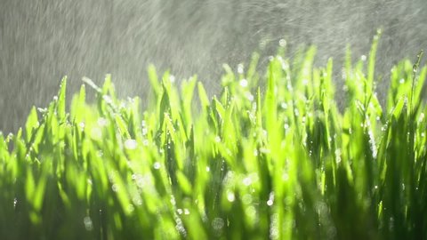 Fresh green grass with dew drops clips, dew drops on green grass footage, rain drops on green grass video. Сloseup rotation