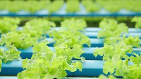 dolly video shot of Farm-based salad nurseries, organic vegetables