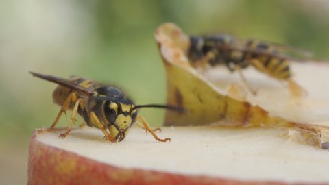 wasps eating from an apple, close up, several takes, 50fps