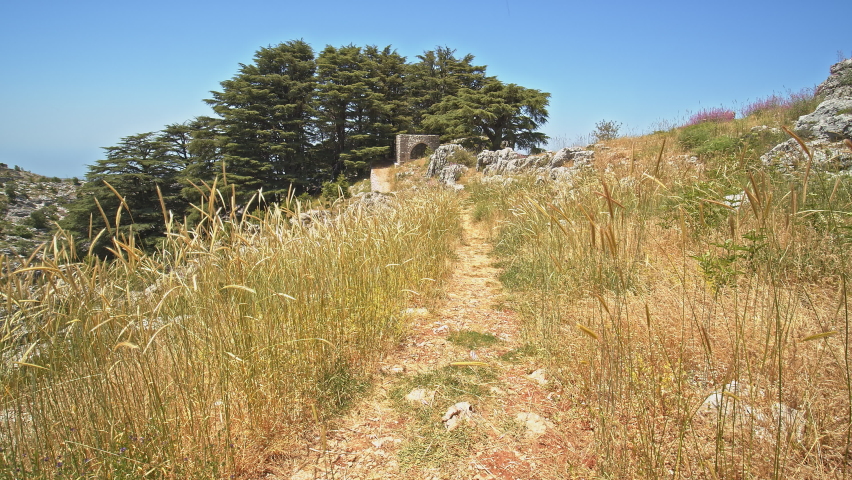 Cedar Forest in the Mountain