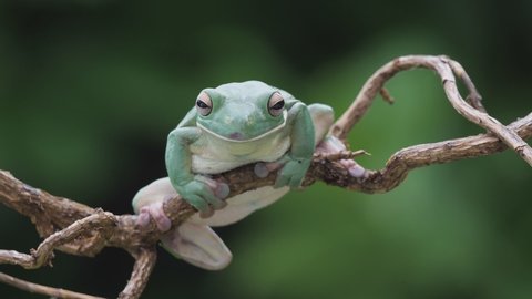 Big Green Tree Frog Litoria Infrafrenata Stock Footage Video (100% ...