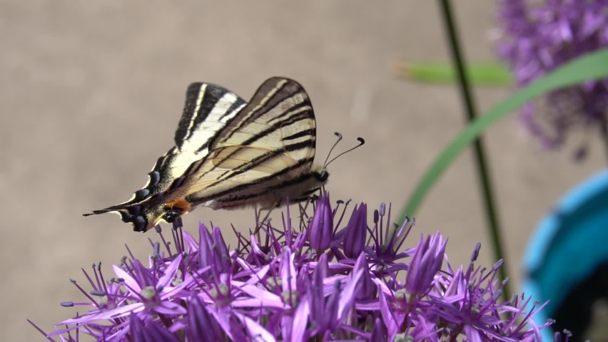 Colorful butterfly on a purple flower.