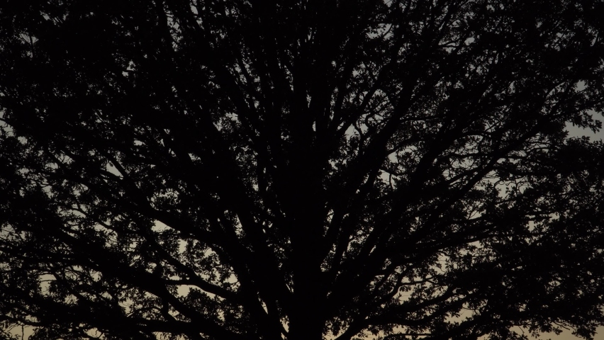 The black silhouette of the big oak tree foliage in sunset time on the evening sky background. The sun disc at the horizon behind the tree trunk shining on heaven in orange to a beautiful golden hue.