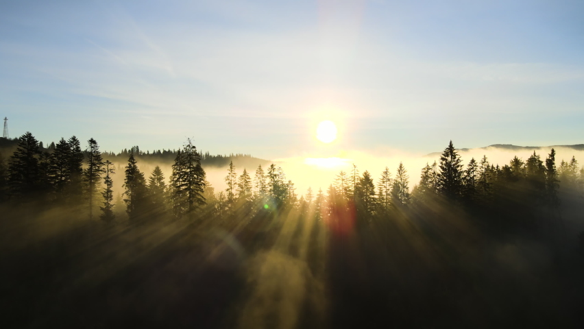 Foggy green pine forest with canopies of spruce trees and sunrise rays shining through branches in autumn mountains. | Shutterstock HD Video #1062827866