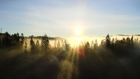 Foggy green pine forest with canopies of spruce trees and sunrise rays shining through branches in autumn mountains. - Powered by Shutterstock - Get 15% off with code: PIKWIZARD15