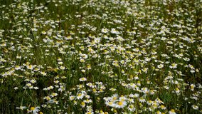 Many white flowers bloom. Chamomile . Beautiful nature. copy space