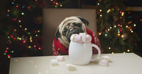 Hungry, unattended pug dog licking marshmallows off a cup and dropping them on the table. Portrait of funny cute pug dog in Christmas sweater at Christmas time. Funny Christmas dog concept