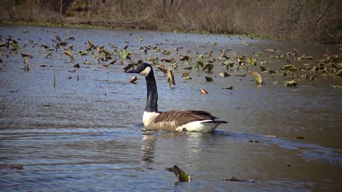 The Canada goose (Branta canadensis), birds floating on the lake among the leaves of water lilies, Karnegy Like, NJ USA