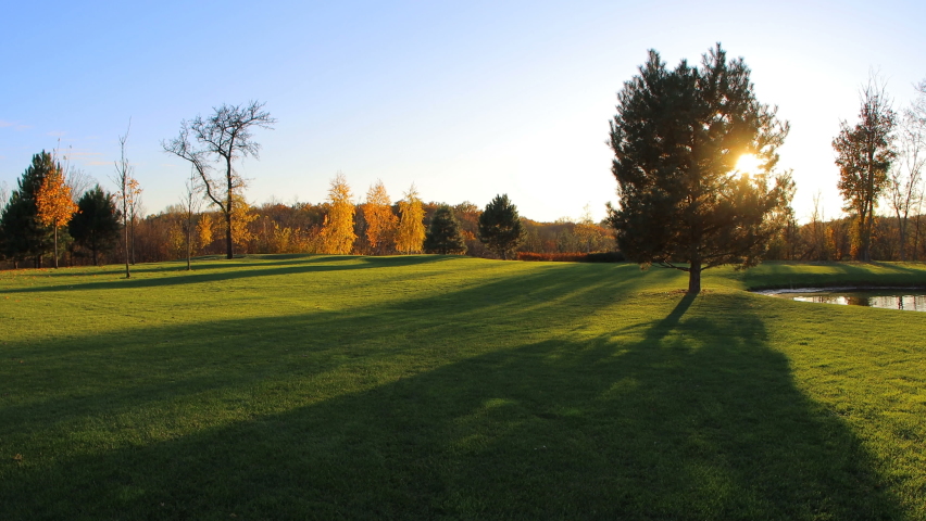 Tree at the green grass field. Calming Landscape footage. Realxing autumn background.