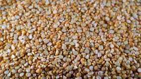 Close-up panorama of the yellow pea layer. High-protein legumes, beans and lentils for a healthy diet