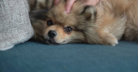 Pomeranian Puppy Stock Video Footage 4k And Hd Video Clips Shutterstock