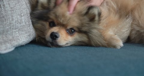 Pomeranian Puppy Stock Video Footage 4k And Hd Video Clips Shutterstock Pomeranian Puppy Stock Video Footage 4k And Hd Video Clips Shutterstock