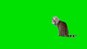 4K Bengal cat on green screen isolated with chroma key, real shot. Cat dressed up in lion mane wig walks at camera, stops and stands up looking at camera.
