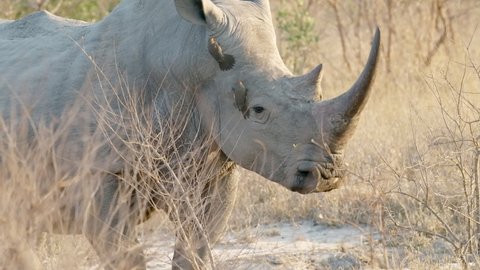 Medium close-up of a white rhino standing in the dry savannah