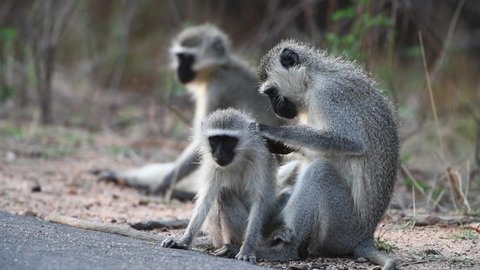 Wide shot of three vervet monkeys grooming before starting to play in Kruger National Park.