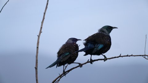 Two New Zealand Tui Birds on a branch and flying away in slow motion