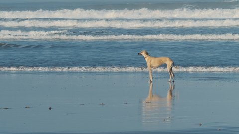A brown and a black Sloughi dog (Arabian greyhound) at the beach in Essaouira, Morocco.