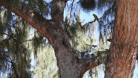 Video of a wild green parrot feeding its young in its nest inside a tree trunk.