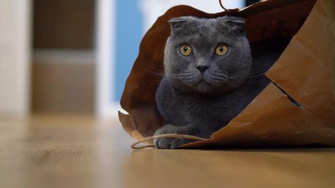 A grey cat of the breed Scottish fold sits in a paper craft bag and watches the sides