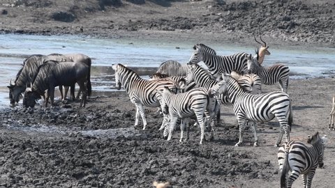 A herd of burchell's zebras, blue wildebeests and impalas gathering and drinking at a muddy waterhole in the Kruger National Park.