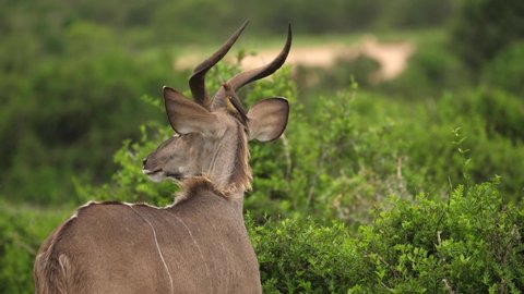 Symbiosis: Red-Billed Oxpecker eats parasites from ear of African kudu