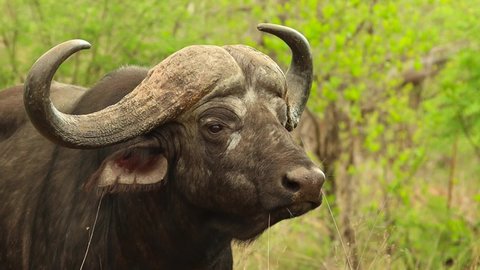 A close-up of a Cape buffalo bull turning its head and looking into the camera in slow motion, Kruger National Park.