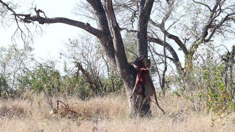 A male leopard hoisting his warthog carcass up into a tree when a spotted hyena comes running in, Kruger National Park.