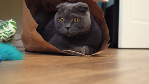  A playful grey cat of the Scottish fold breed sits in a paper craft bag 