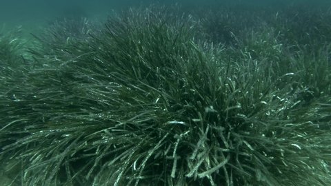 Dense thickets of marine grass Posidonia on blue water background. Camera moving forwards over seagrass. Mediterranean Tapeweed or Neptune Grass (Posidonia). Adriatic Sea, Montenegro 