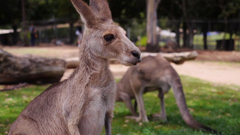 LONE PINE KOALA SANCTUARY kangaroo park