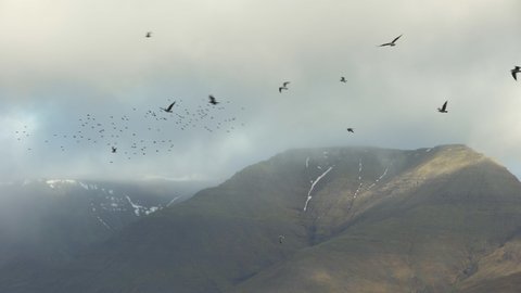 Ravens and small bird flock flying in scenic mountain light Iceland