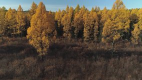 Aerial close to autumn larch yellow coniferous forest Fabulous taiga fairy wood Siberia. Endless wild natural landscape, untouched nature Asia Russia Buryatia. Sunny day. Beautiful shot for video