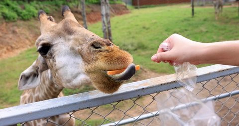 Giraffe eating carrots in the zoo Thailand 4K video 