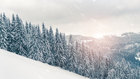 Falling snowflakes in frozen mountains landscape with fir trees. Christmas background with tall spruce trees covered with snow in forest. Snowing winter footage, 4K video, slow motion