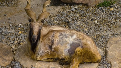Markhor male goat, laying down and scratching himself.	