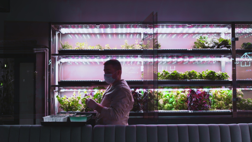 A man is planting lettuce sprouts in a vertical greenhouse. A farmer sets up a vertical hydroponic farm. Growing organic, non-GMO products at home. Vegetable laboratory. Technologies in agribusiness. Royalty-Free Stock Footage #1062873016