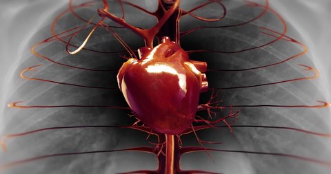 Human Heart Beat Inside Of X-Ray Skeleton. Pumping Blood. Coronary Circulation. Science And Health Related 3D Animation.