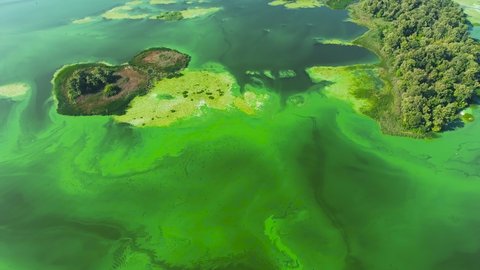 aerial of wide river colored in green because of green algae pollution. environmental problems, ecology and nature