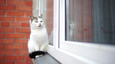 Curious white cat sitting on the windowsill and pry into window.