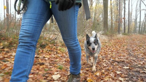 Dog walk in leaves. Gray australian Cattle Dog walk in misty autumn forest around hiker legs in jeans and high boots.