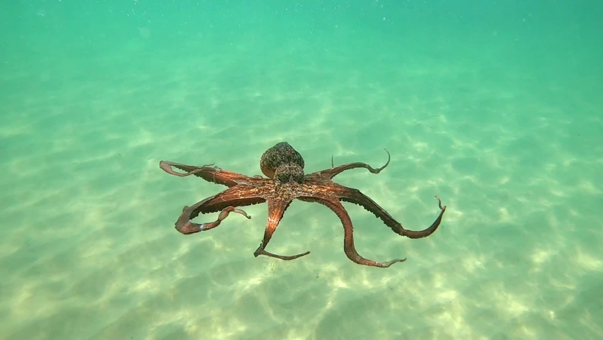 Wild octopus swimming underwater in mediterranean sea. Octopuses in the wild. One octopus at the sea. Wild Octopusess | Shutterstock HD Video #1062884392